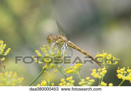 Dragonfly perching on yellow flowers View Large Photo Image Stock Image - Dragonfly perching on yellow flowers. Fotosearch