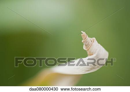 Dried, curled up leaf View Large Photo Image Stock Image - Dried, curled up leaf. Fotosearch