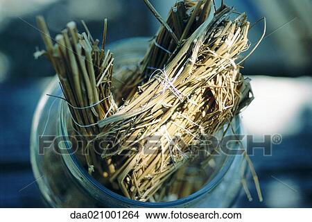 Dried fennel stalk View Large Photo Image Picture - Dried fennel stalk. Fotosearch
