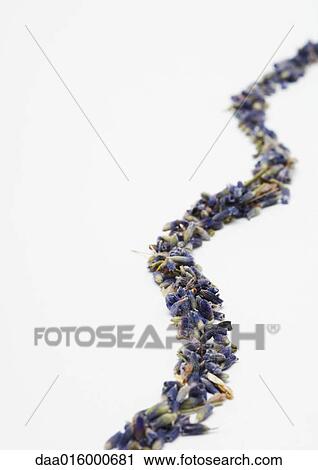 Dried lavender arranged in curvy line View Large Photo Image Stock Image - Dried lavender arranged in curvy line. Fotosearch