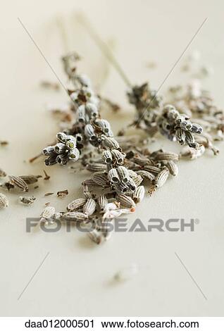 Dried lavender flowers View Large Photo Image Stock Image - Dried lavender flowers. Fotosearch