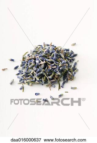 Dried lavender flowers View Large Photo Image Stock Photo - Dried lavender flowers. Fotosearch