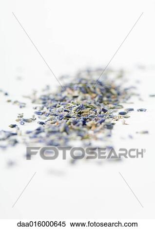 Dried lavender View Large Photo Image Stock Photography - Dried lavender. Fotosearch