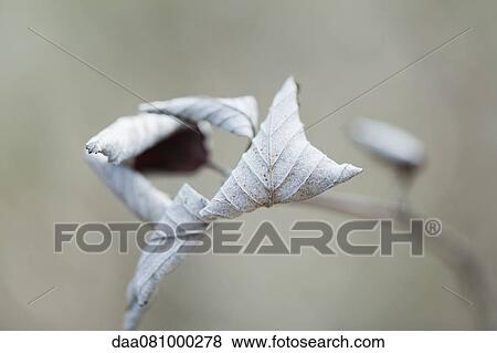Stock Photo - Dried leaves on plant. Fotosearch