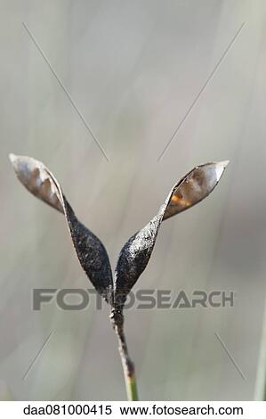 Dried leaves on plant View Large Photo Image Stock Photography - Dried leaves on plant. Fotosearch