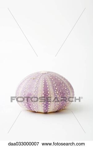 Dried sea urchin shell View Large Photo Image Stock Photo - Dried sea urchin shell. Fotosearch
