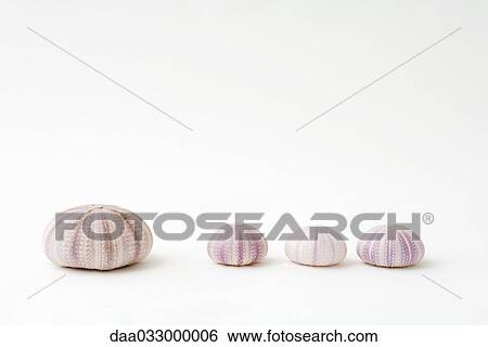 Dried sea urchin shells, one bigger than the other three View Large Photo Image Stock Photograph - Dried sea urchin shells, one bigger than the other three. Fotosearch