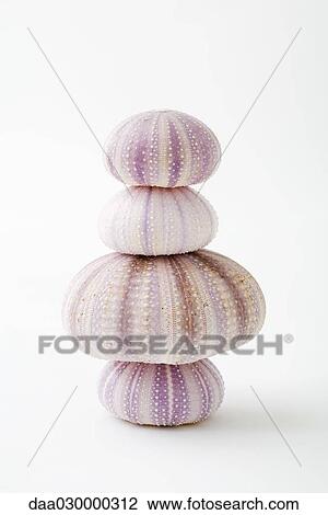 Dried sea urchin shells, stacked View Large Photo Image Stock Image - Dried sea urchin shells, stacked. Fotosearch