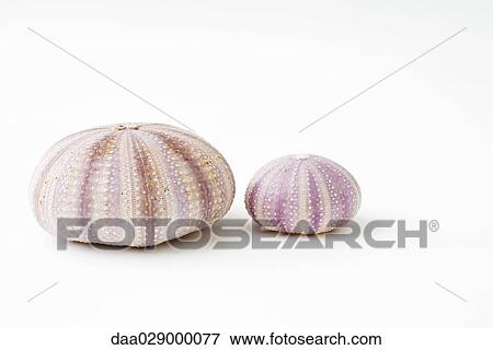 Dried sea urchin shells View Large Photo Image Stock Photo - Dried sea urchin shells. Fotosearch