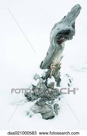 Driftwood in snow View Large Photo Image Stock Image - Driftwood in snow. Fotosearch