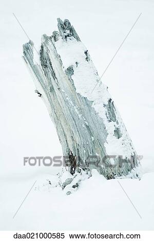 Driftwood in snow View Large Photo Image Stock Photography - Driftwood in snow. Fotosearch