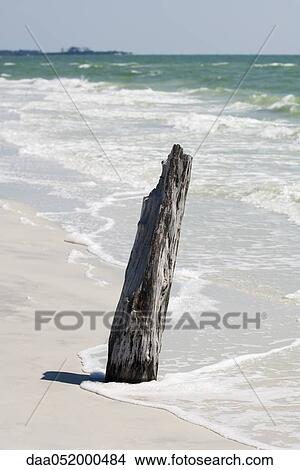 Driftwood sticking out of sand on beach View Large Photo Image Picture - Driftwood sticking out of sand on beach. Fotosearch