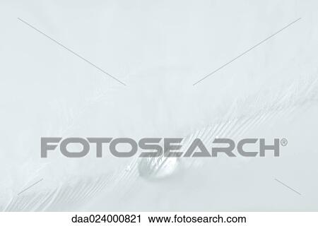 Drop of water on white feather, extreme close-up View Large Photo Image Stock Image - Drop of water on white feather, extreme close-up. Fotosearch