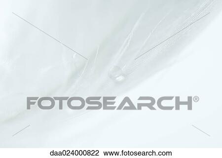 Drop of water on white feather, extreme close-up View Large Photo Image Stock Image - Drop of water on white feather, extreme close-up. Fotosearch