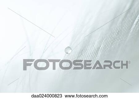 Drop of water on white feather, extreme close-up View Large Photo Image Stock Image - Drop of water on white feather, extreme close-up. Fotosearch