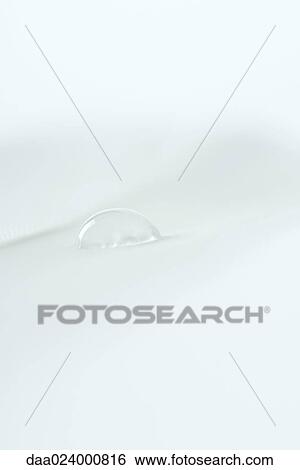 Stock Photograph - Drop of water on white feather, extreme close-up. Fotosearch