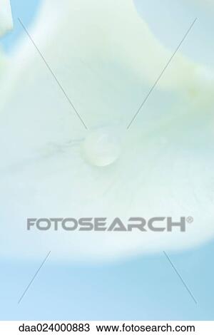 Drop on flower petal, extreme close-up View Large Photo Image Stock Image - Drop on flower petal, extreme close-up. Fotosearch