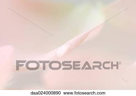 Stock Image - Drop on pink petal, extreme close-up. Fotosearch