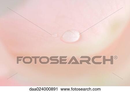 Stock Image - Drop on pink petal, extreme close-up. Fotosearch