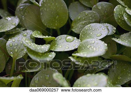 Droplets on peperomia leaves View Large Photo Image Stock Photo - Droplets on peperomia leaves. Fotosearch