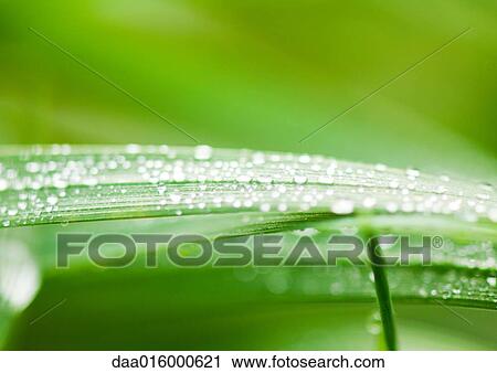 Drops of water on blades of grass View Large Photo Image Stock Image - Drops of water on blades of grass. Fotosearch