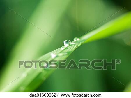 Stock Photo - Drops of water on blades of grass. Fotosearch