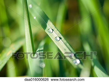 Drops of water on blades of grass View Large Photo Image Stock Photograph - Drops of water on blades of grass. Fotosearch