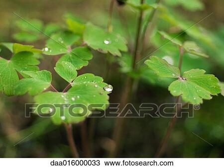 Stock Image - Drops of water on columbine plant, close-up. Fotosearch