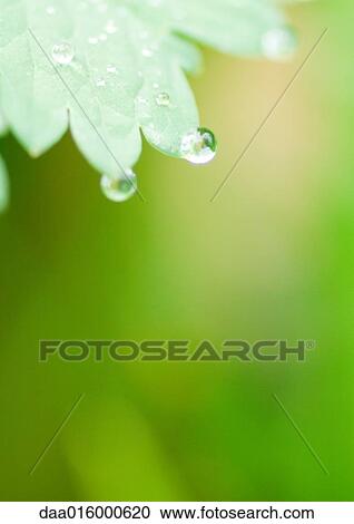 Drops of water on edge of leaf View Large Photo Image Stock Image - Drops of water on edge of leaf. Fotosearch