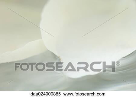 Stock Photography - Drops of water on flower petal, extreme close-up. Fotosearch
