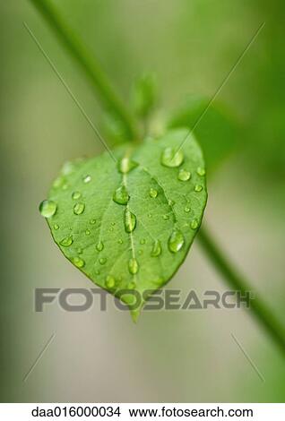 Picture - Drops of water on leaf, extreme close-up. Fotosearch