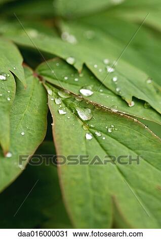 Stock Image - Drops of water on leaf, extreme close-up. Fotosearch