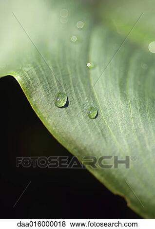 Stock Photo - Drops of water on leaf, extreme close-up. Fotosearch
