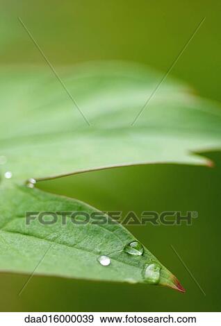 Drops of water on leaf, extreme close-up View Large Photo Image Stock Photo - Drops of water on leaf, extreme close-up. Fotosearch