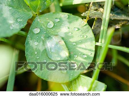 Stock Photography - Drops of water on leaf. Fotosearch