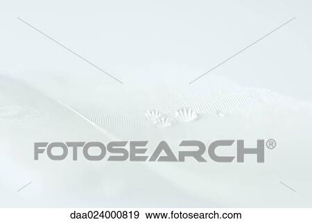 Drops of water on white feather, extreme close-up View Large Photo Image Stock Photo - Drops of water on white feather, extreme close-up. Fotosearch