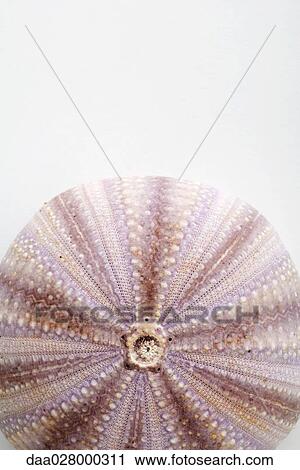 Dry sea urchin View Large Photo Image Stock Image - Dry sea urchin. Fotosearch