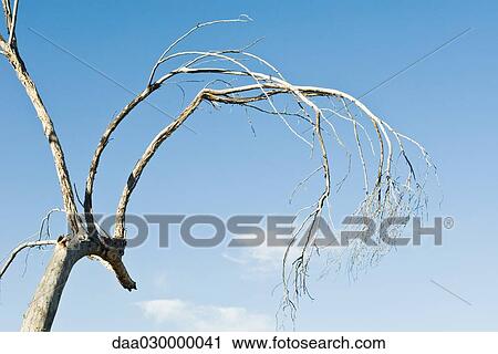 Dry tree against blue sky View Large Photo Image Stock Image - Dry tree against blue sky. Fotosearch
