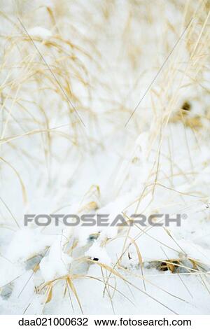 Stock Image - Dry vegetation emerging from snow. Fotosearch