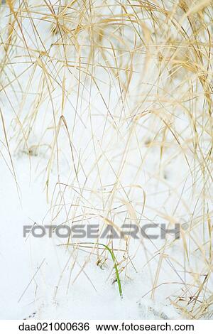 Dry vegetation emerging from snow View Large Photo Image Stock Photograph - Dry vegetation emerging from snow. Fotosearch