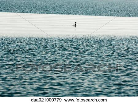 Duck on surface of water View Large Photo Image Stock Photo - Duck on surface of water. Fotosearch
