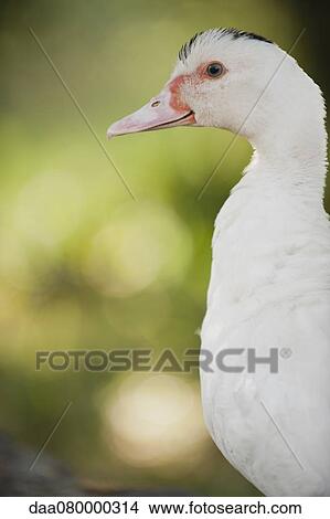 Duck, portrait View Large Photo Image Picture - Duck, portrait. Fotosearch