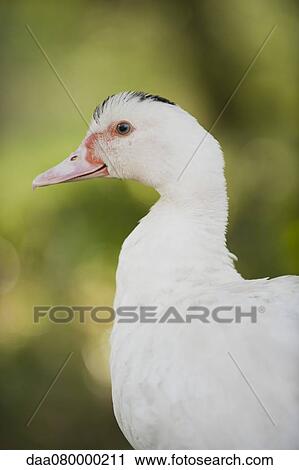Duck, portrait View Large Photo Image Stock Image - Duck, portrait. Fotosearch