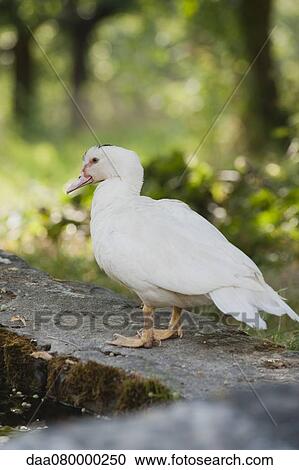 Duck standing on low wall View Large Photo Image Stock Image - Duck standing on low wall. Fotosearch