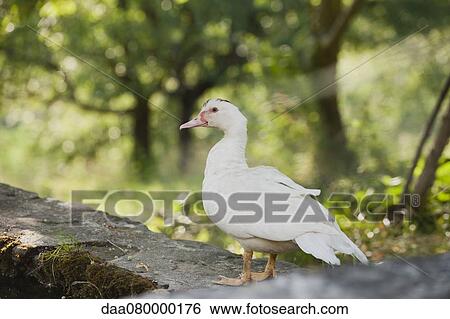Duck standing on low wall View Large Photo Image Stock Photograph - Duck standing on low wall. Fotosearch