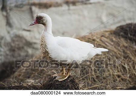 Duck standing on pile of straw View Large Photo Image Picture - Duck standing on pile of straw. Fotosearch