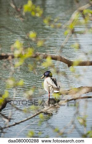 Duck wading in shallow water, rear view View Large Photo Image Stock Photo - Duck wading in shallow water, rear view. Fotosearch