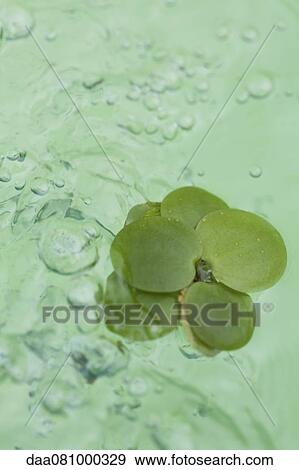 Duckweed floating on water View Large Photo Image Stock Photo - Duckweed floating on water. Fotosearch