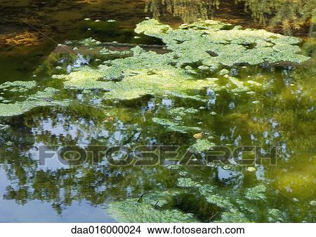 Picture - Duckweed growing on surface of pond. Fotosearch
