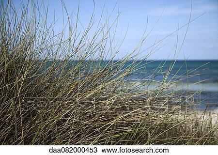 Stock Image - Dune grass, close-up. Fotosearch